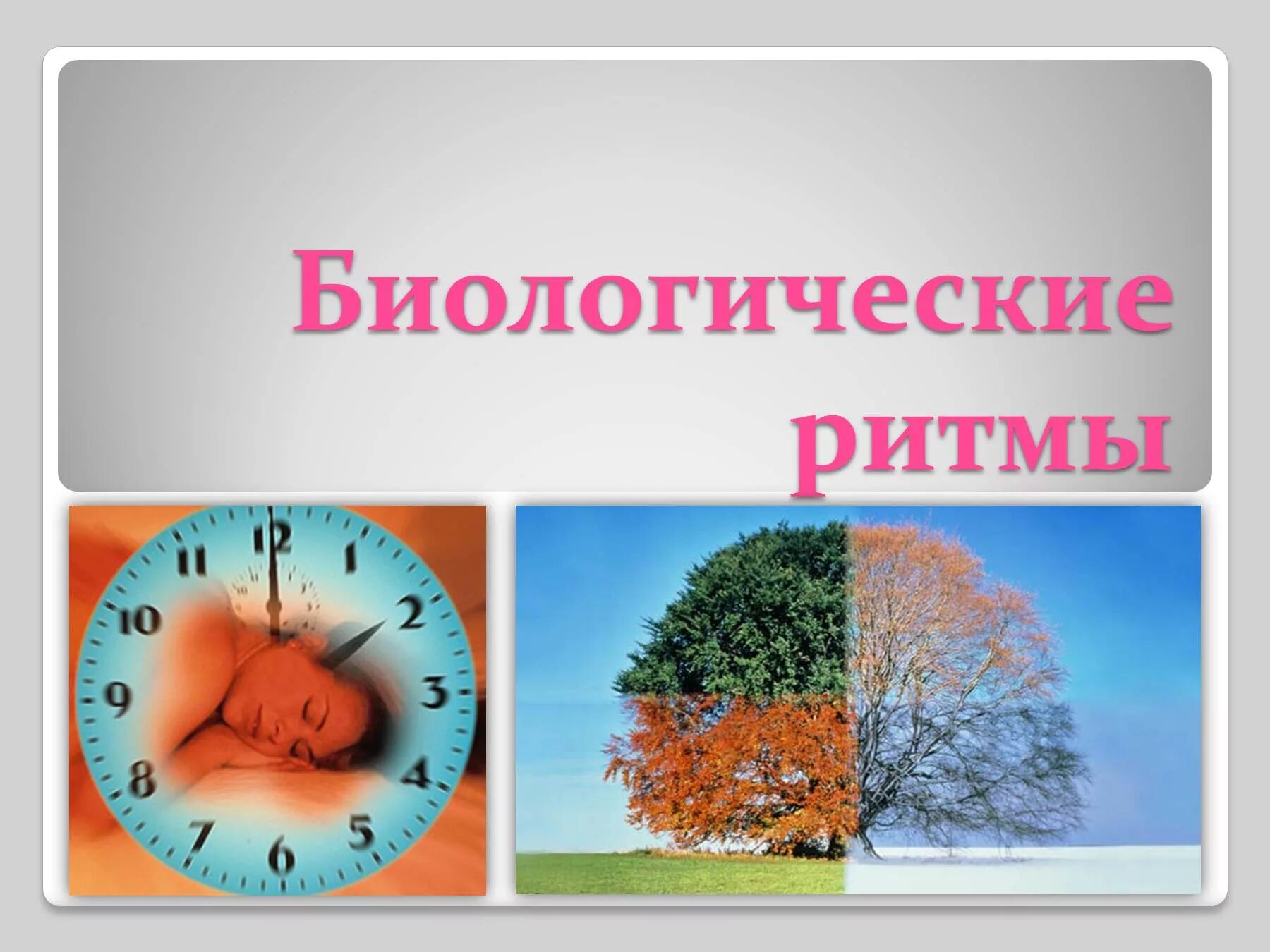 Биоритмы человека. Влияние циркадных ритмов на здоровье. Биоритмы человека. Биоритмы растений. Интересные факты о биоритмах.