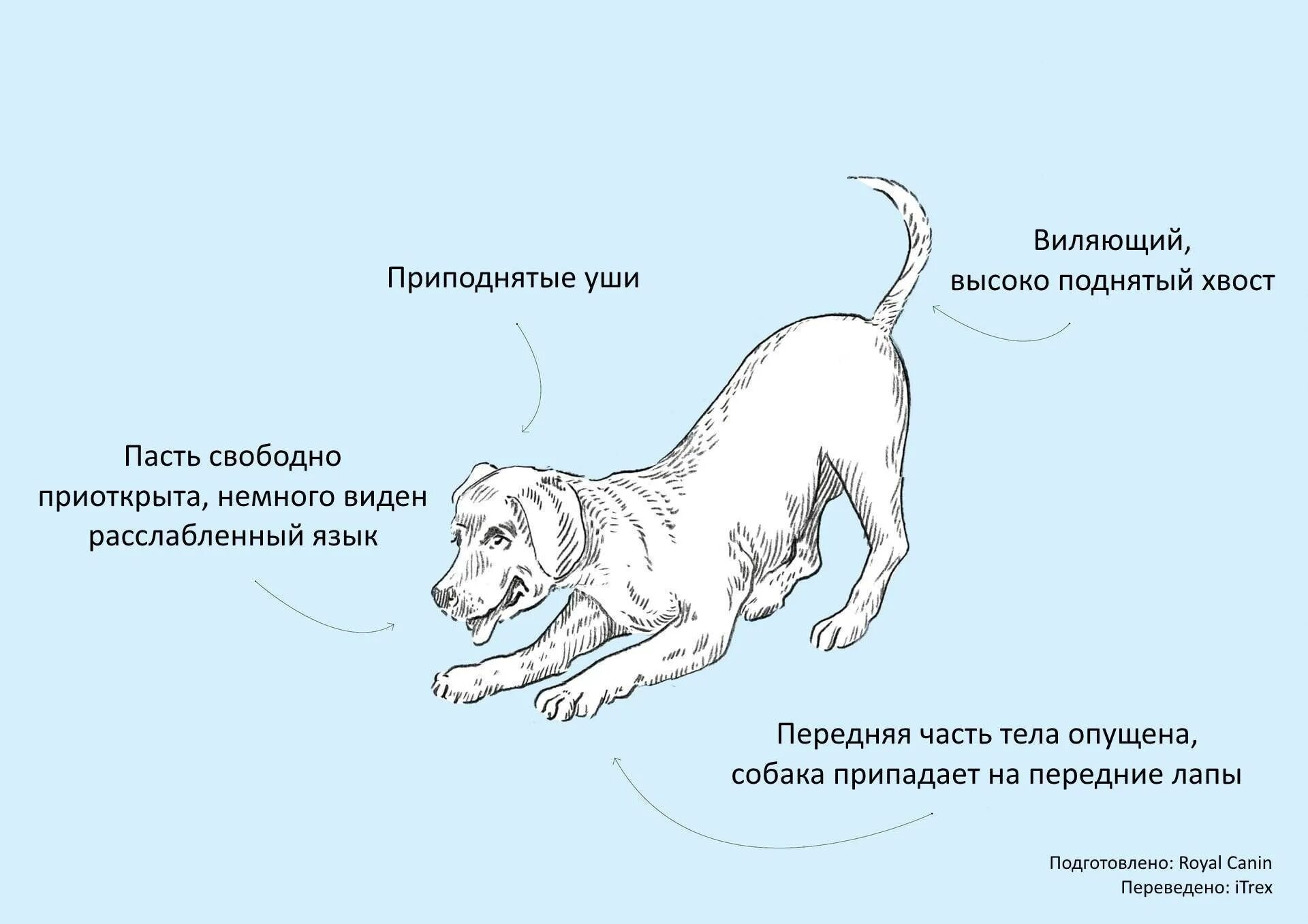 Почему дергает собаку. Положение тела собаки. Язык тела собаки хвост. Язык собак как понять. Положение хвоста у собак.