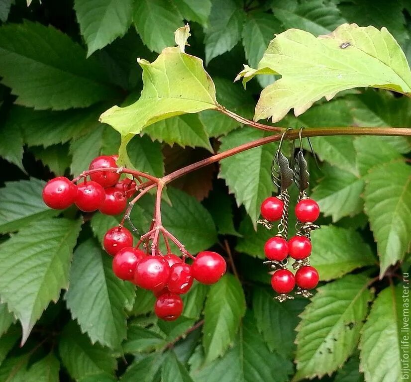 Калина обыкновенная Viburnum opulus. Калина Компактум. Калина opulus compactum. Калина обыкновенная Вигоровская.