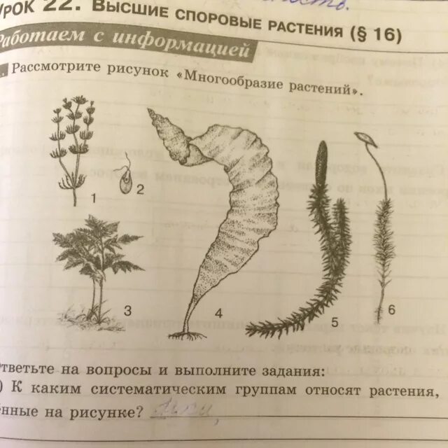 К какой группе относятся изображенные растения. Растения изображенные на рисунке. В какой систематической группе относится это растение. Рассмотрите изображенные  на рисунке на рисунке растения. Рассмотреть растение.