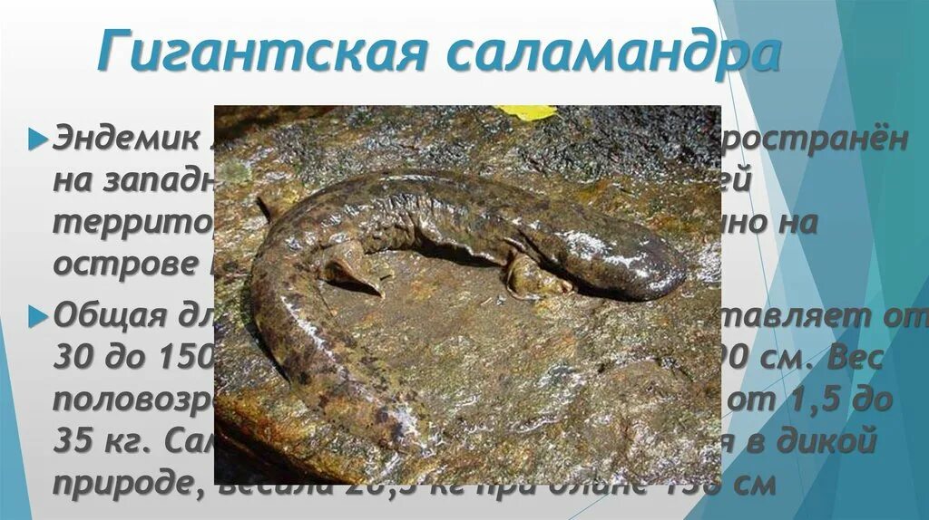 Сообщение о саламандре. Японская исполинская саламандра. гигантская саламандра. исполинская саламандра сообщение. презентация гигантская саламандра.