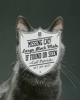 Miss me cat