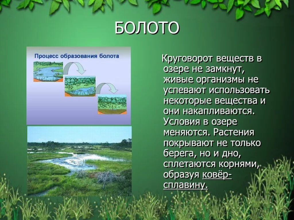 Болото по составу. Экосистема болота. Производители болота. Болото круговорот веществ в болоте. Заболоченные экосистемы.