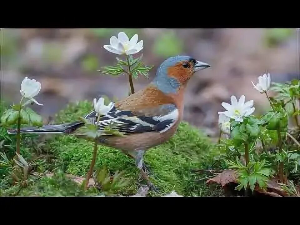 Зяблик фото птицы Голоса птиц. Зяблик (Fringilla coelebs) YouTube