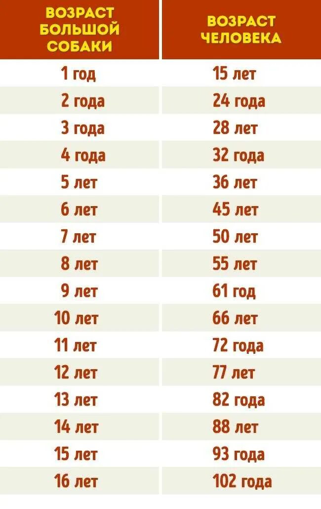 Первый год жизни собаки. Определение возраста собаки по человеческим меркам таблица. как считать года у собак по человеческим меркам таблица. сколько лет живут собаки по человеческим меркам таблица. как узнать сколько лет собаке по человеческим меркам.