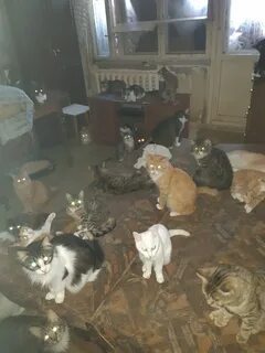 50 кошек