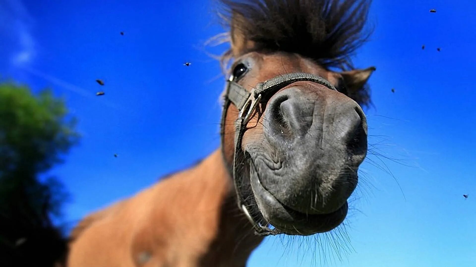 Конь юлий. Лошадь с морковкой. Конь юлий пожрать. Лошадь нибудь бывало. Злой конь.