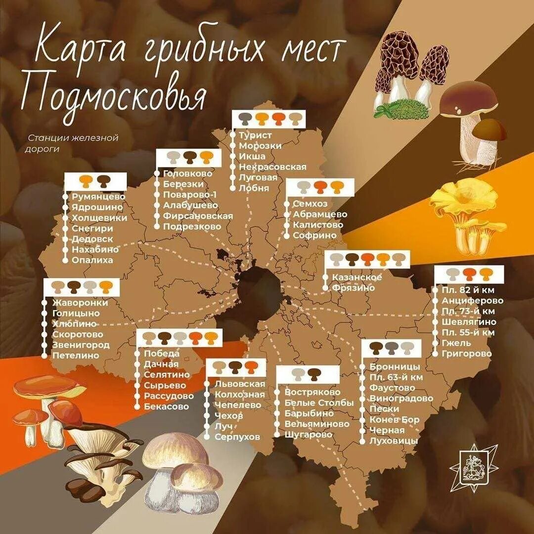 Какие есть грибы в лесу сейчас подмосковье