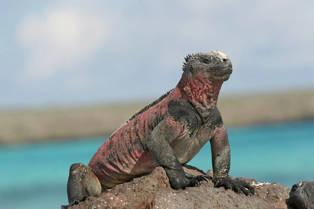 Галапагосская игуана. Галапагосские острова вараны. Галапагосские ящерицы. Galapagos Marine Iguana.