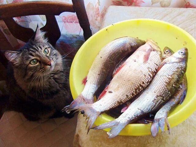Можно кошкам давать сырую рыбу. Жирный кот с рыбой. рыба кошка настоящая. кошки едят корм и рыбу. кошка с сырой рыбой.