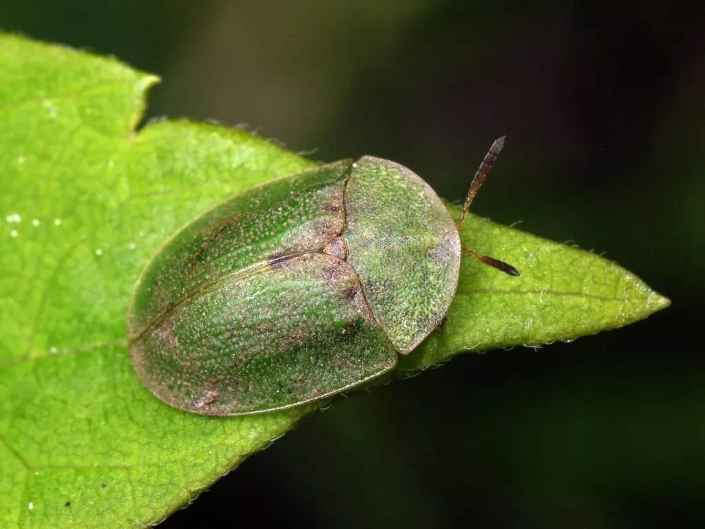 Жук листоед-щитоноска. Щитоноска зеленая. Cassida жук. Свекловичная щитоноска зеленая. Жук щитоноска.