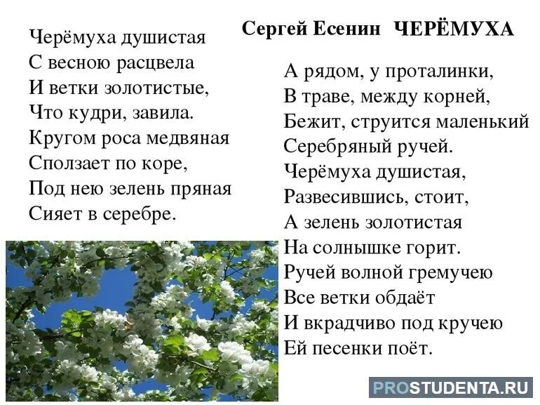 Произведение черемуха есенин. Стихотворение Есенина черемуха текст. Стихотворение Есенина черемуха 3 класс.