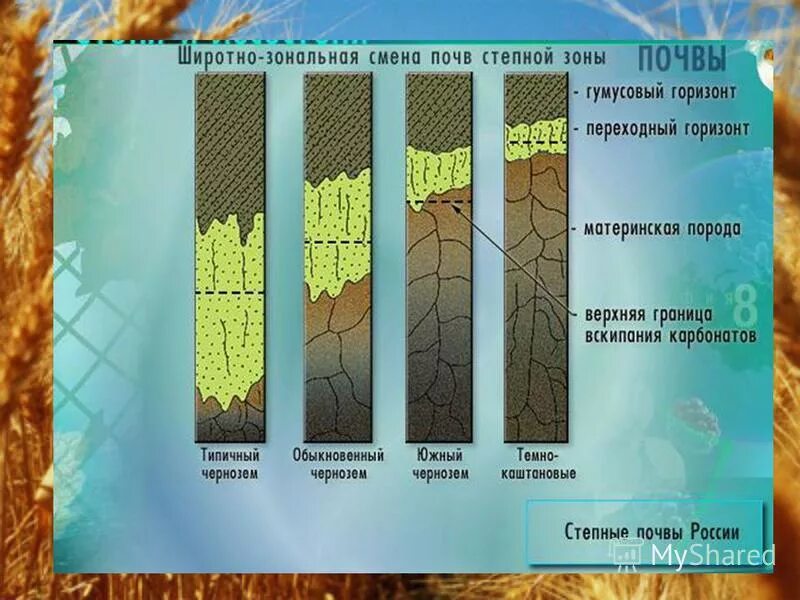 Почва степи. Почвы степи в россии. Почвы степи в россии. Черноземные почвы степной и лесостепной зоны россии. Зона степей почва.