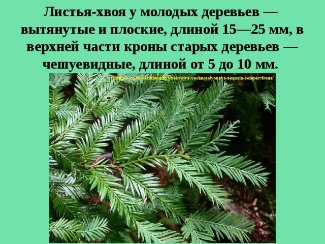Форма листьев хвои. Чешуевидные листья хвойных. листья хвои. листва хвоя. класс хвойные листья.
