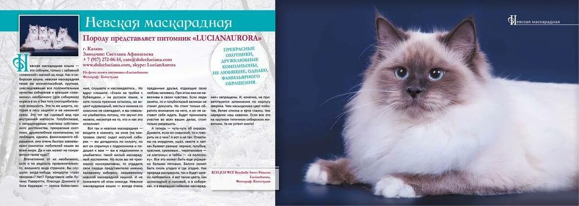 Невская маскарадная кошка. Невская маскарадная характер. Невская маскарадная. Сибирская невская маскарадная. Особенности кошек невской маскарадной.