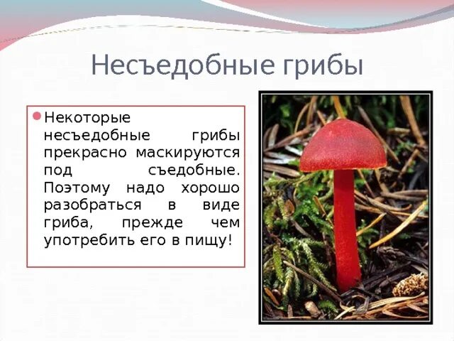 Окружающий мир 2 класс грибы презентация перспектива