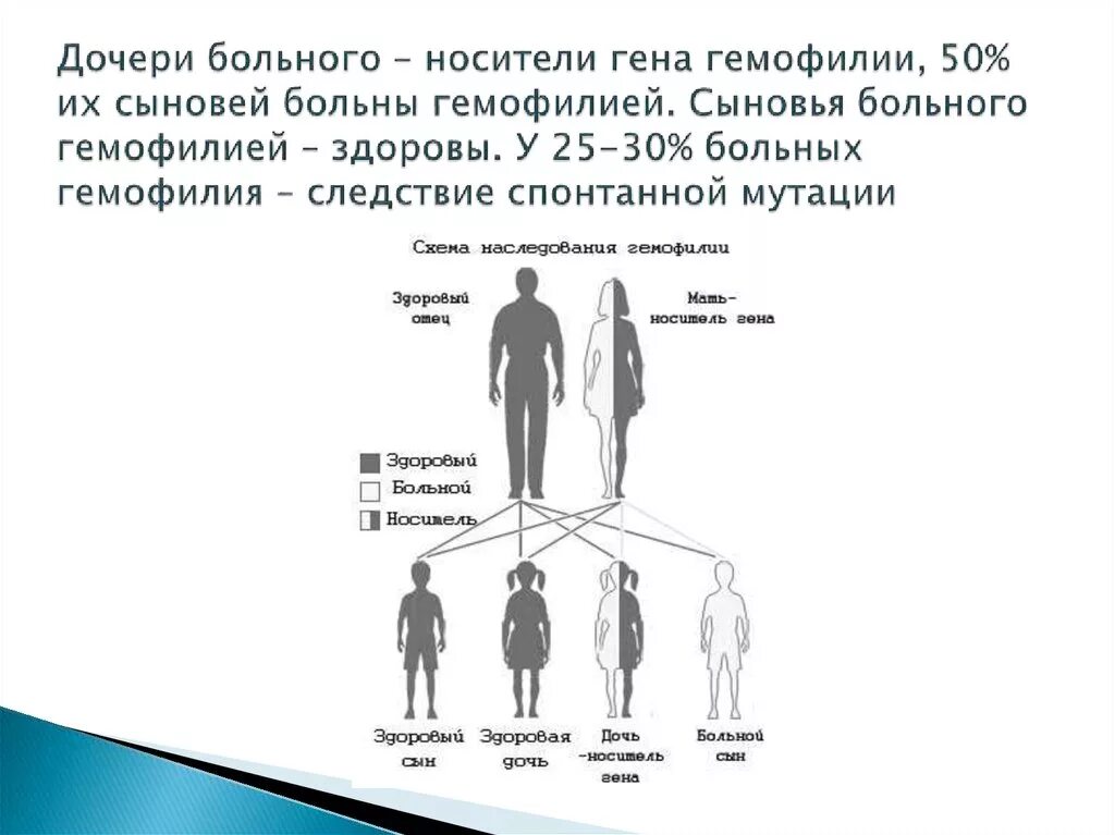 Спонтанные мутации гемофилия. Схема наследования гемофилии у человека. Носитель Гена гемофилии. Какие гены передаются от отца к дочери. Гены передаются от матери