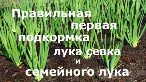 Чем полить лук семейный