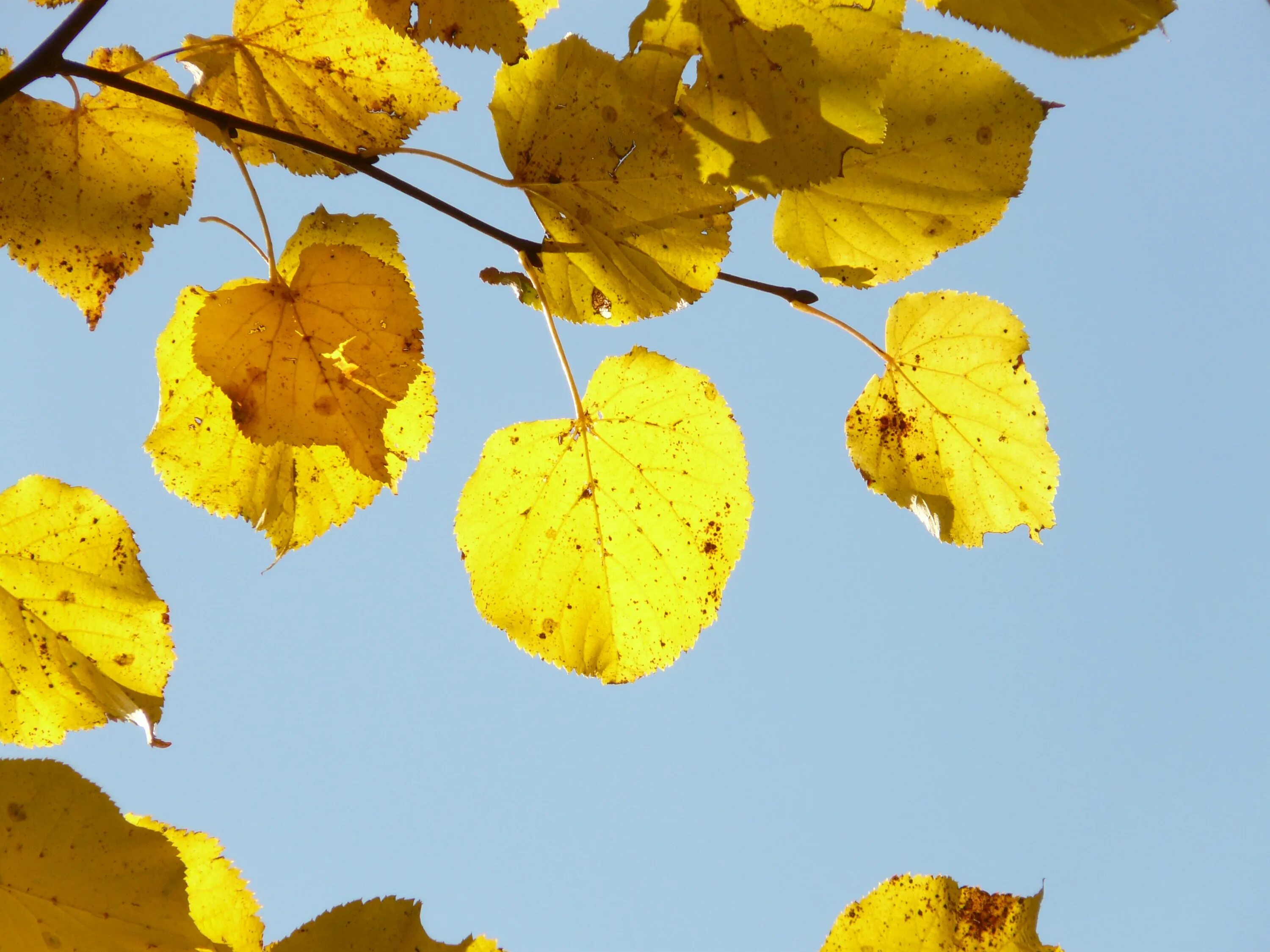 Autumn foliage of Common Lime: Tilia x europaea 'Pallida' To be planted in the a