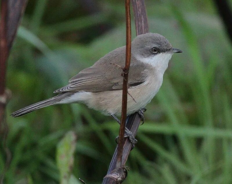 Черноголовая славка фото. Greater whitethroat птица. Славка жденмч. Птичка славка. Китайская славка.