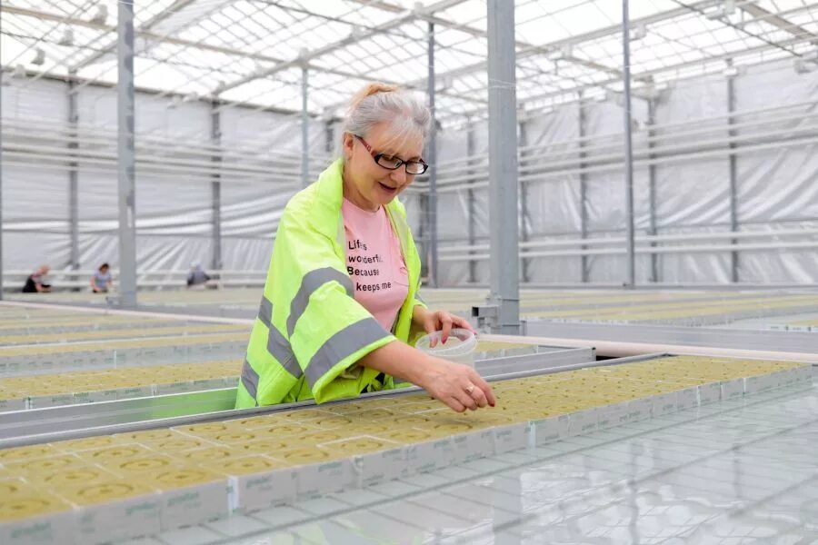 агрокомплекс горный. усть-катав малый бердяш. усть-катав челябинская область тепличный комплекс. чурилово челябинск тепличный комплекс. агрокомплекс горный усть-катав.