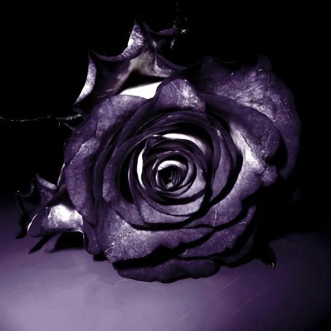 Фиолетовый цвет в интерьере. Фиолетовые розы. Черный белый фиолетовый. Фиолетовый фон. Сиреневые розы в высоком качестве.