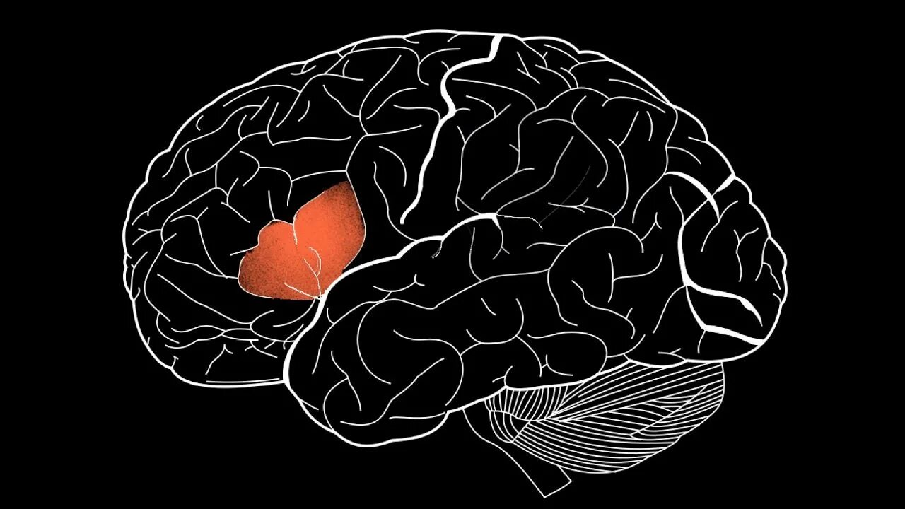 Brain area