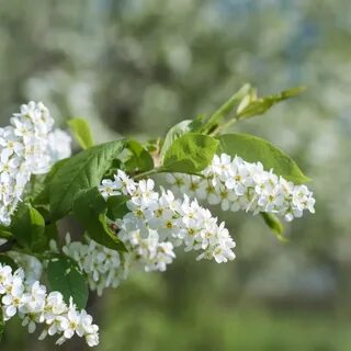 Слушать отцвела черемуха