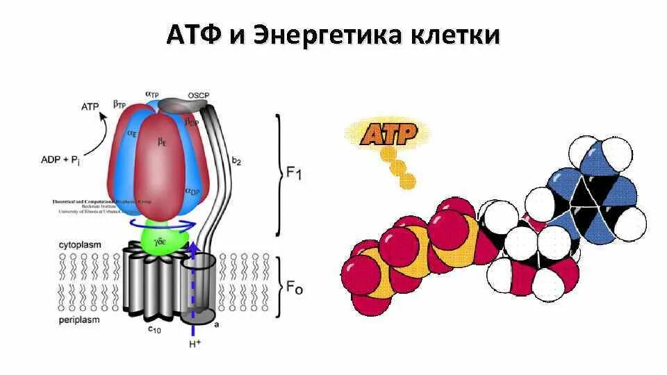 Митохондрия процесс. Энергетика клетки атф картинка. Энергетика клетки. Обеспечение клеток энергией. Обеспечивает клетку энергией.