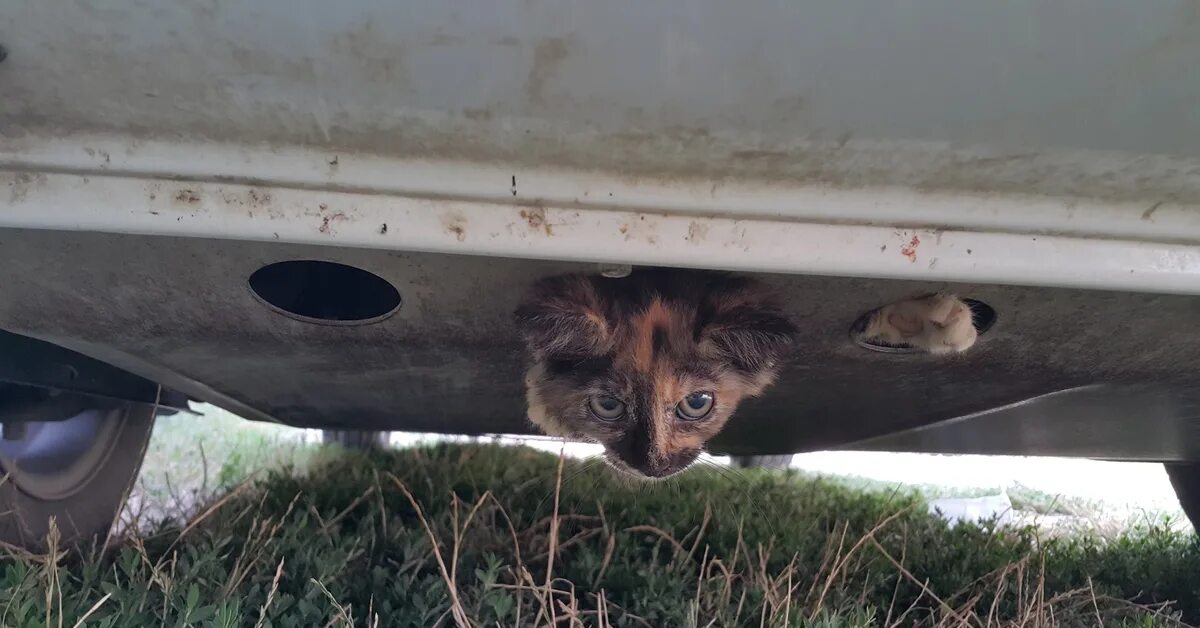 Сбитые кошки на дороге. Кот под машиной. Котенок под машиной. Кошка попала под машину. Кот под колесом.