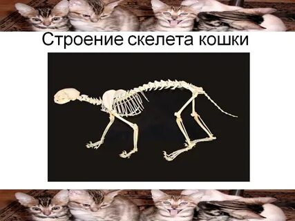 Скелет пола