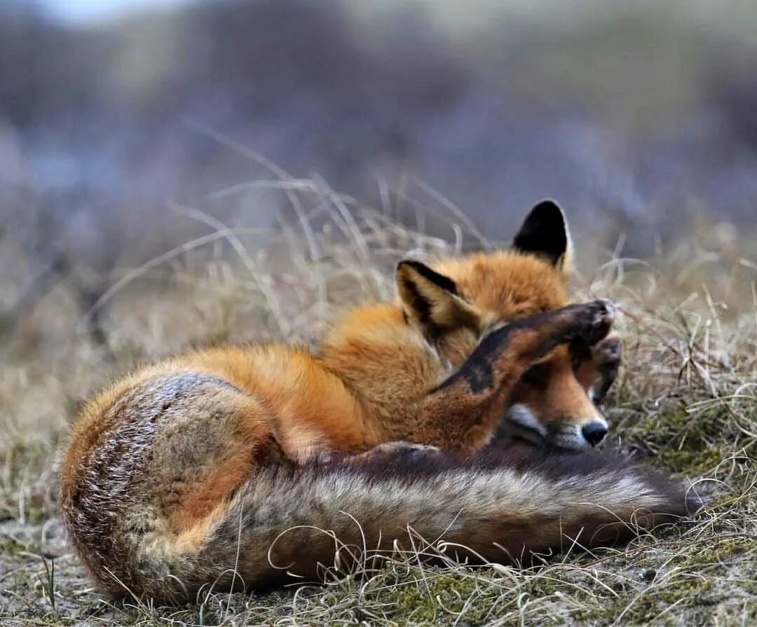 Обиженный лис. Печальная лиса. Грустные лисы. Лису обидели. Лиса не обиделась.