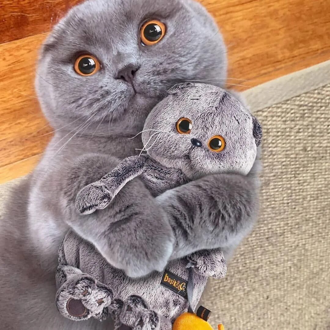 Как выглядит шотландский кот. Как выглядит шотландский кот