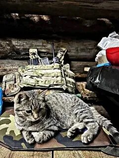 Коты донбасса