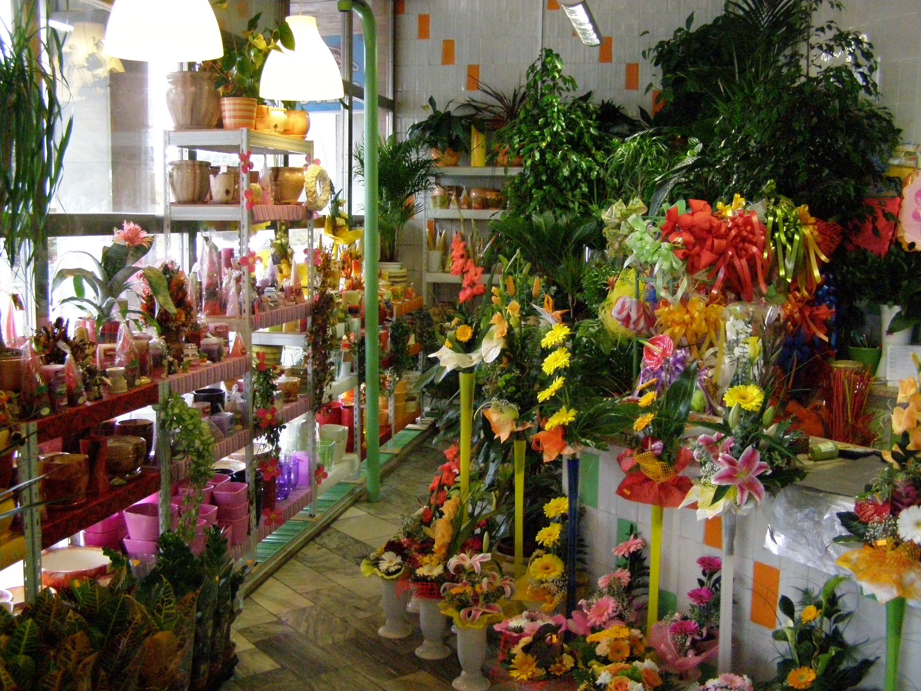 магазин растений интерьер. зимний сад оранжерея. арека хризалидокарпус. хризалидокарпус дипсис. магазин экзотических растений.