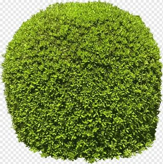 Круглые кусты