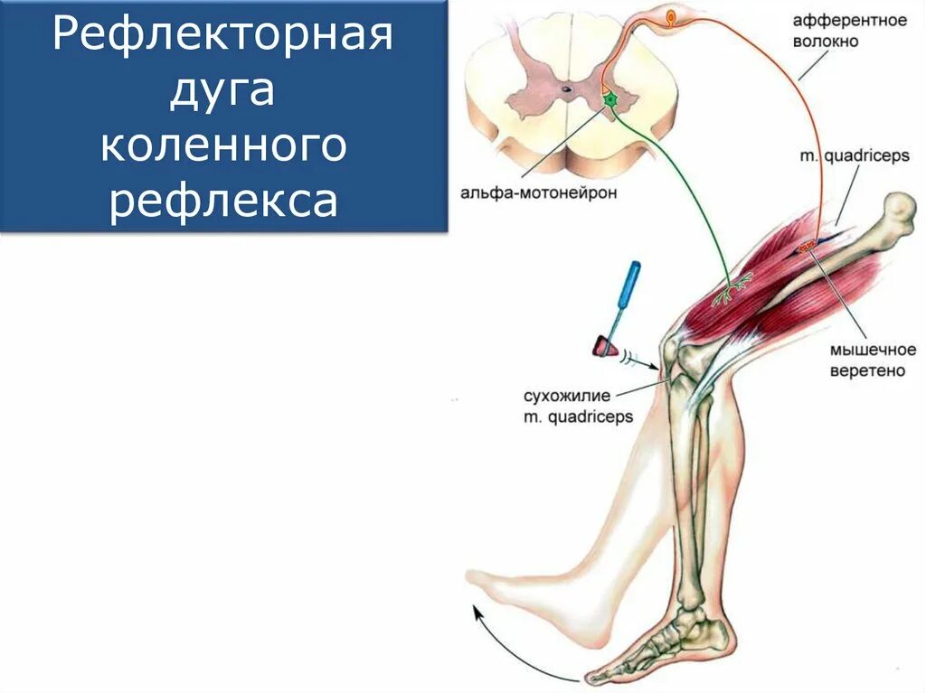 Последовательность элементов коленного рефлекса. Звенья рефлекторной дуги коленного рефлекса. Нервный центр коленного рефлекса. Коленный сухожильный рефлекс. Строение рефлекторной дуги коленного рефлекса.