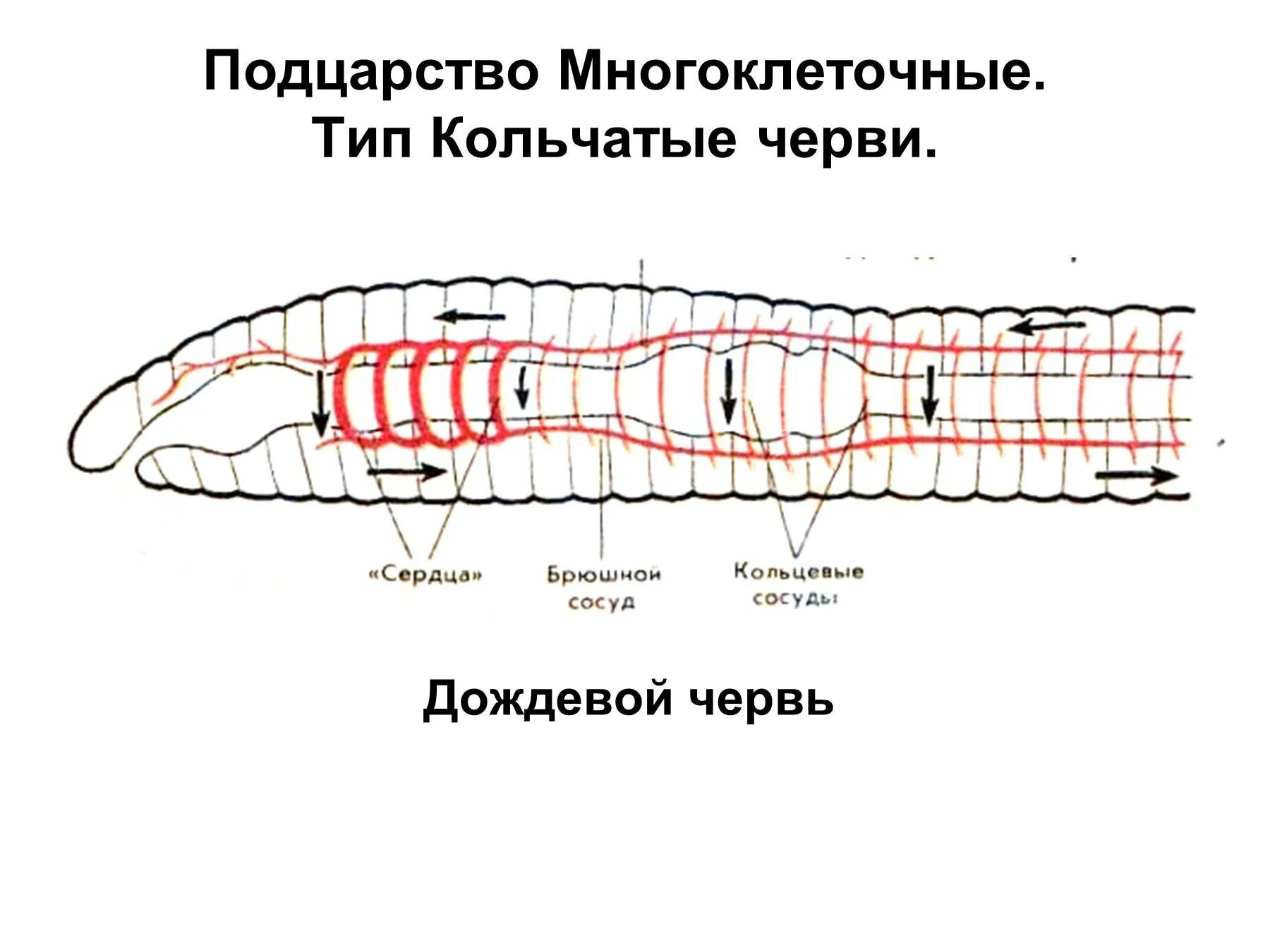 Кольцевые сосуды дождевого червя. Кровеносная система кольчатых червей рисунок. Кольчатые черви строение. Кровеносная система дождевых червей. Тип кровеносной системы у кольчатых.