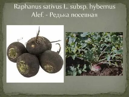 Редька дикая и редька посевная