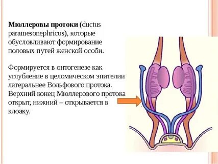 Мюллерова протока