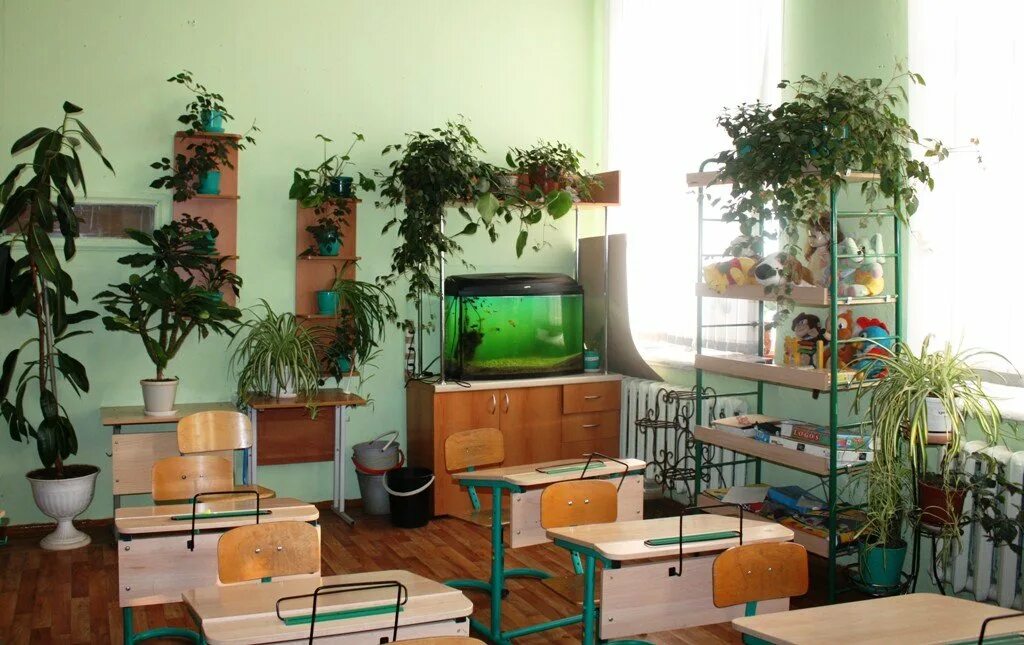 Самый зеленый класс. Зеленая зона в начальной школе. Комнатные растения в интерьере школы. Озеленение кабинета в школе. Зеленый уголок в школе.