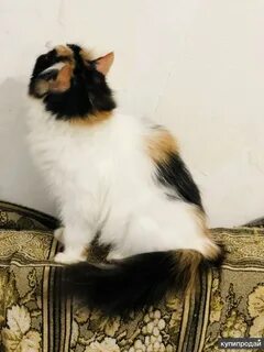 Сибирская черепаховая кошка