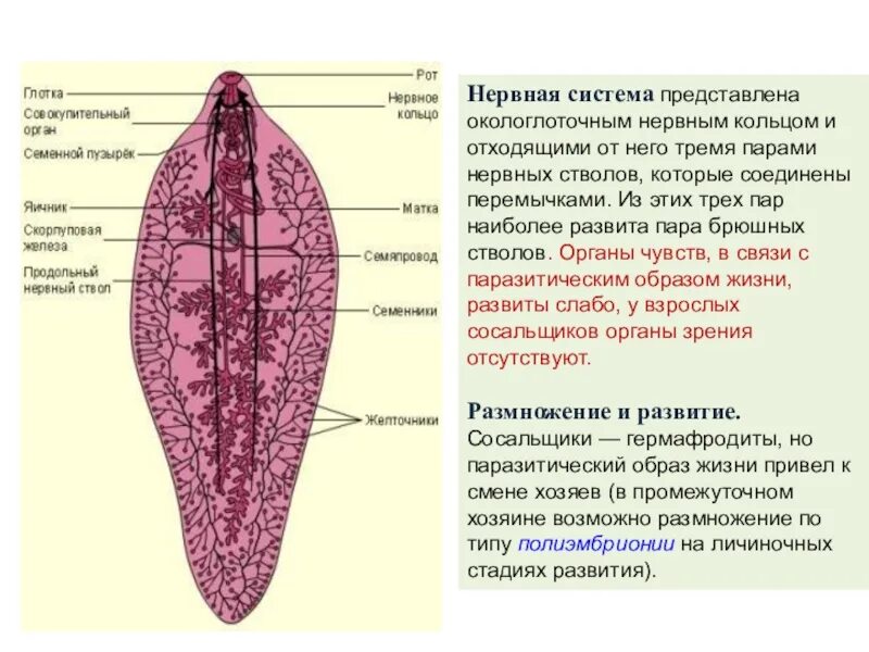 Выделительная система сосальщиков червей. Нервная система печеночного сосальщика. Строение пищеварительной системы печеночного сосальщика. Строение сосальщиков червей. Выделение сосальщиков