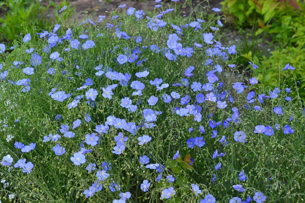 лен выращивание из семян. лён многолетний – linum perenne l. лен выращивание из семян. лен многолетний блу. лен выращивание из семян.