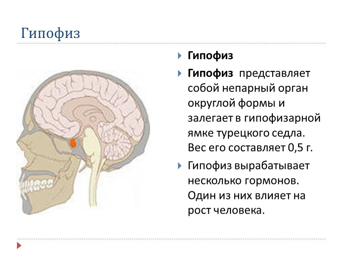 Гипофиз функции мозг. Гипофиз медунивер. Строение головного мозга турецкое седло. Гипофиз анатомия.