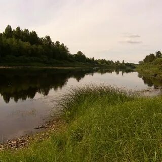 Селезни велижский
