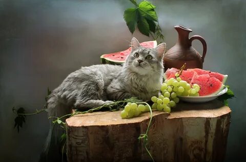 Cat fruits