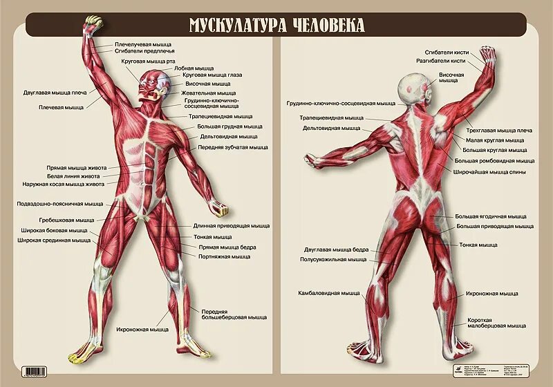 Объем мышц человека. Мышцы человека. мышцы вид спереди. плакат мышцы человека. плакат мускулатура человека.