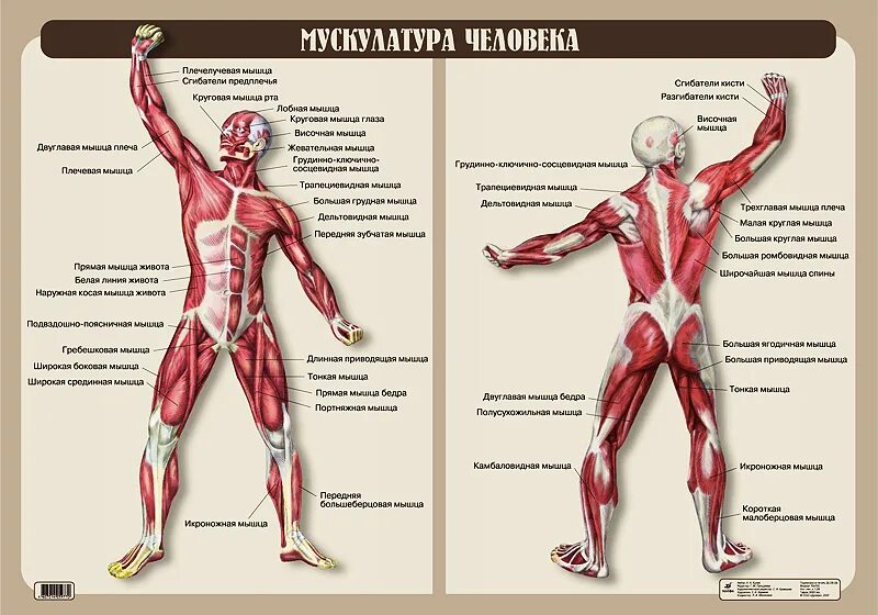 Мышцы человека. Анатомия мышечной системы. Плакат мышцы человека. Строение человека мышцы анатомия. Назовите мышцы человека