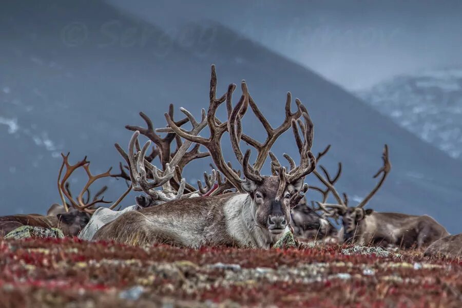 Корм северных оленей. Северный олень Ямал. Северный олень Ямальский. Северный олень ЯНАО. Северный олень в тундре.